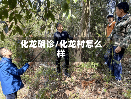 化龙确诊/化龙村怎么样